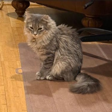 Enlarge Nina, a Adoptable Domestic Medium Hair in Stafford, VA image 3/3