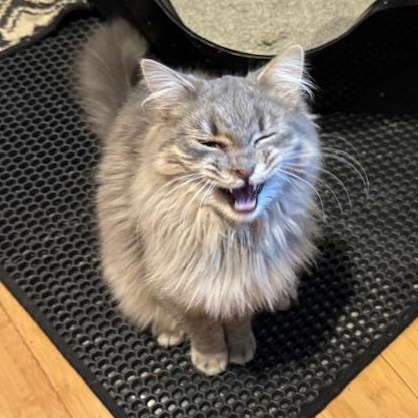 Enlarge Nina, a Adoptable Domestic Medium Hair in Stafford, VA image 2/3