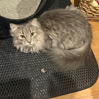 Nina, Adoptable, Kitten Female Domestic Medium Hair.