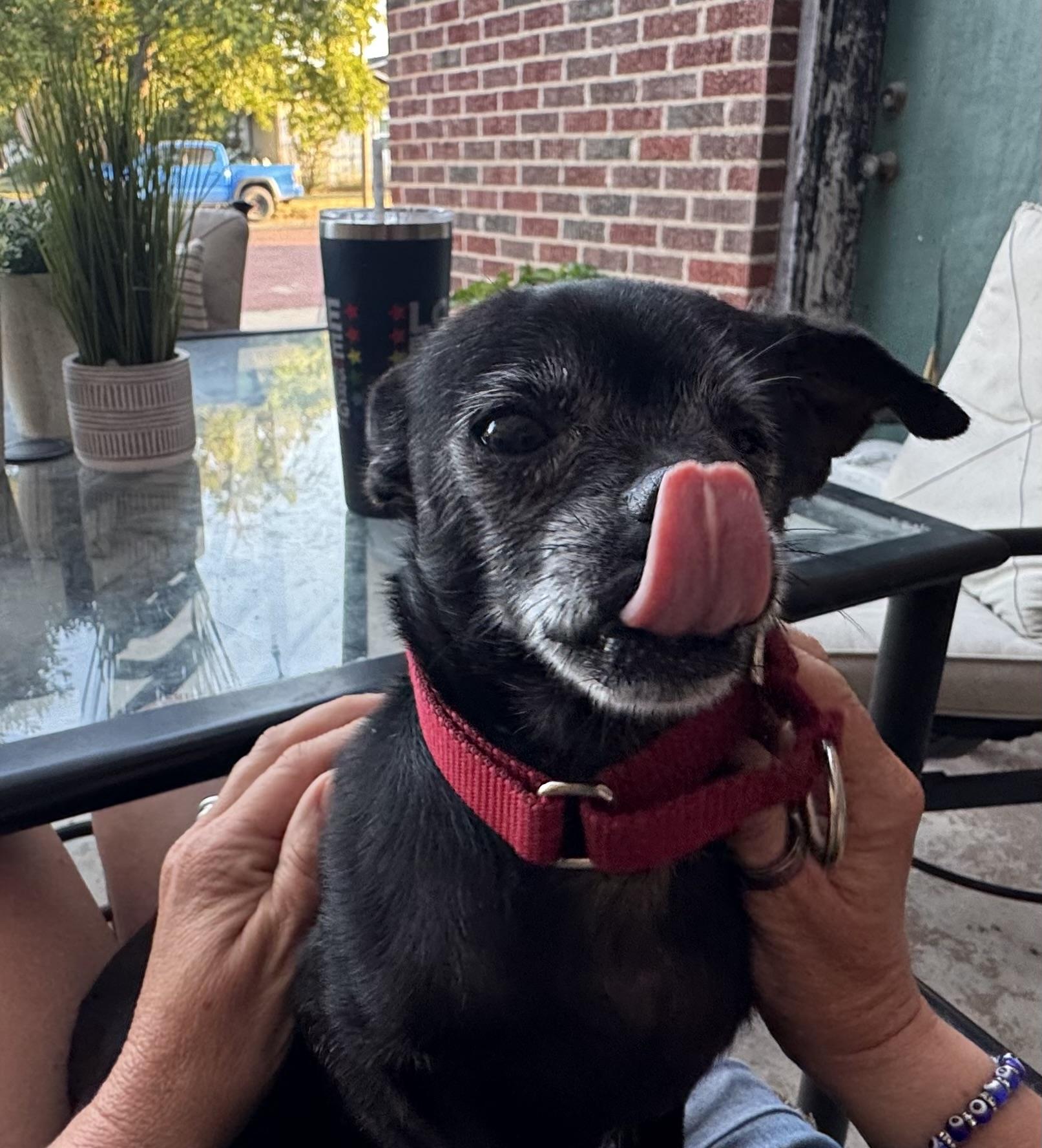 Tinker, Adopted, Adult Male Chihuahua.