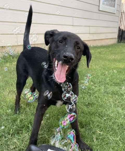 Andy, a Adoptable mixed breed in Baltimore, MD image 3/6