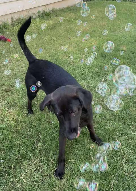 Andy, a Adoptable mixed breed in Baltimore, MD image 2/6