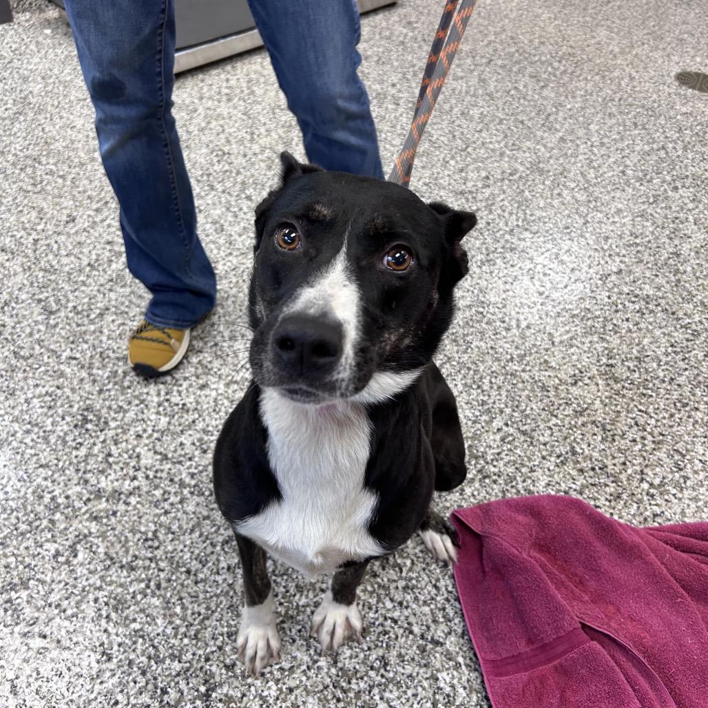 Midnight, Adoptable, Adult Female Labrador Retriever.