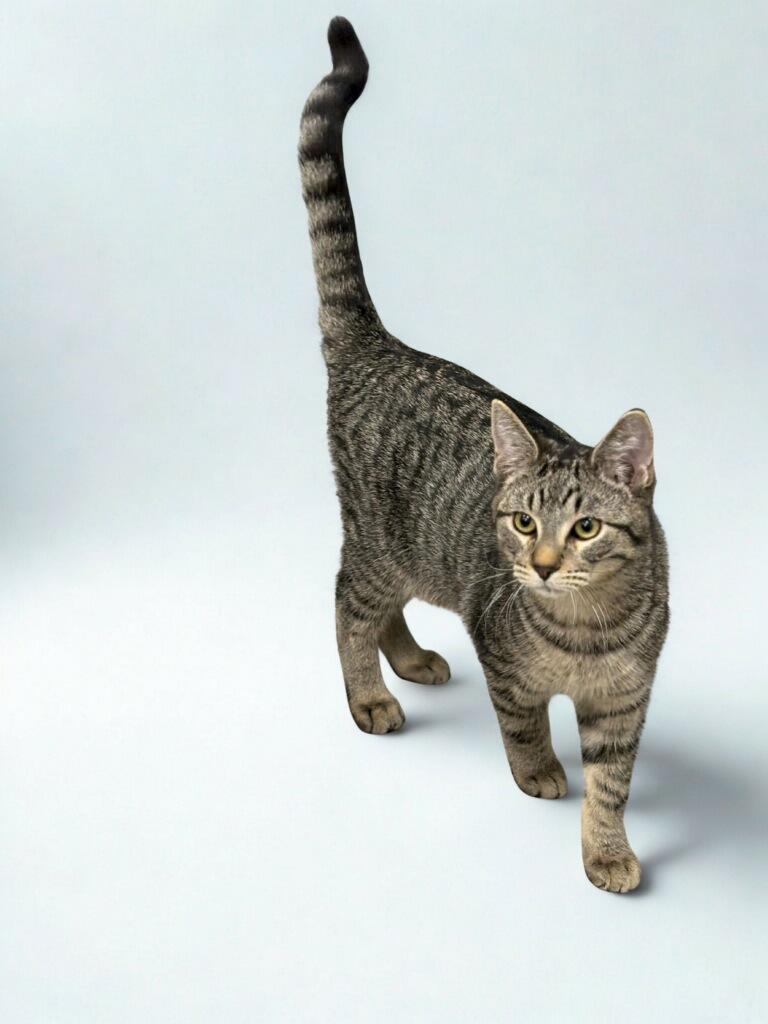 Enlarge Chip, a Adoptable Domestic Short Hair in Jefferson, IA image 1/1