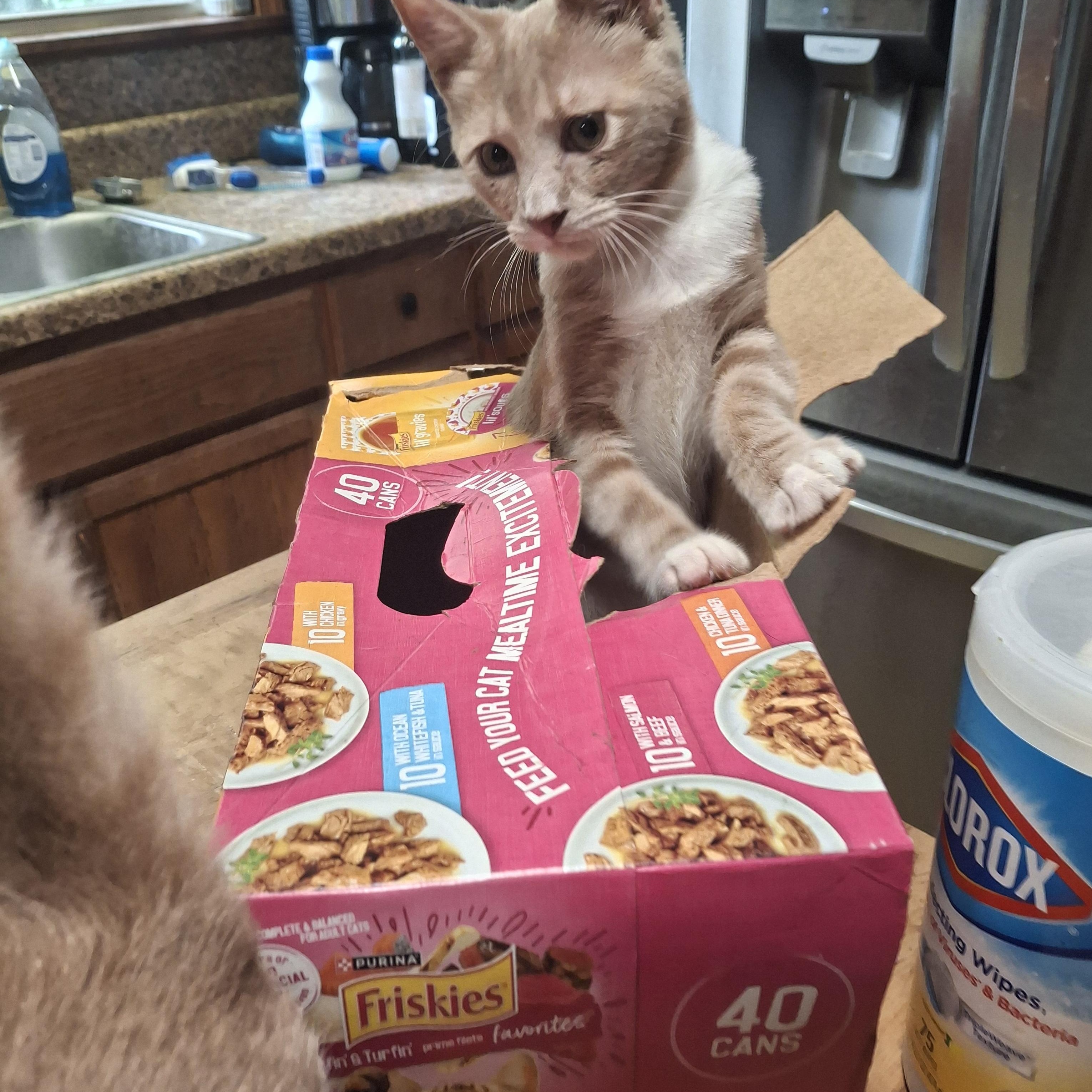 Lucca, Adoptable, Kitten Male Domestic Short Hair.