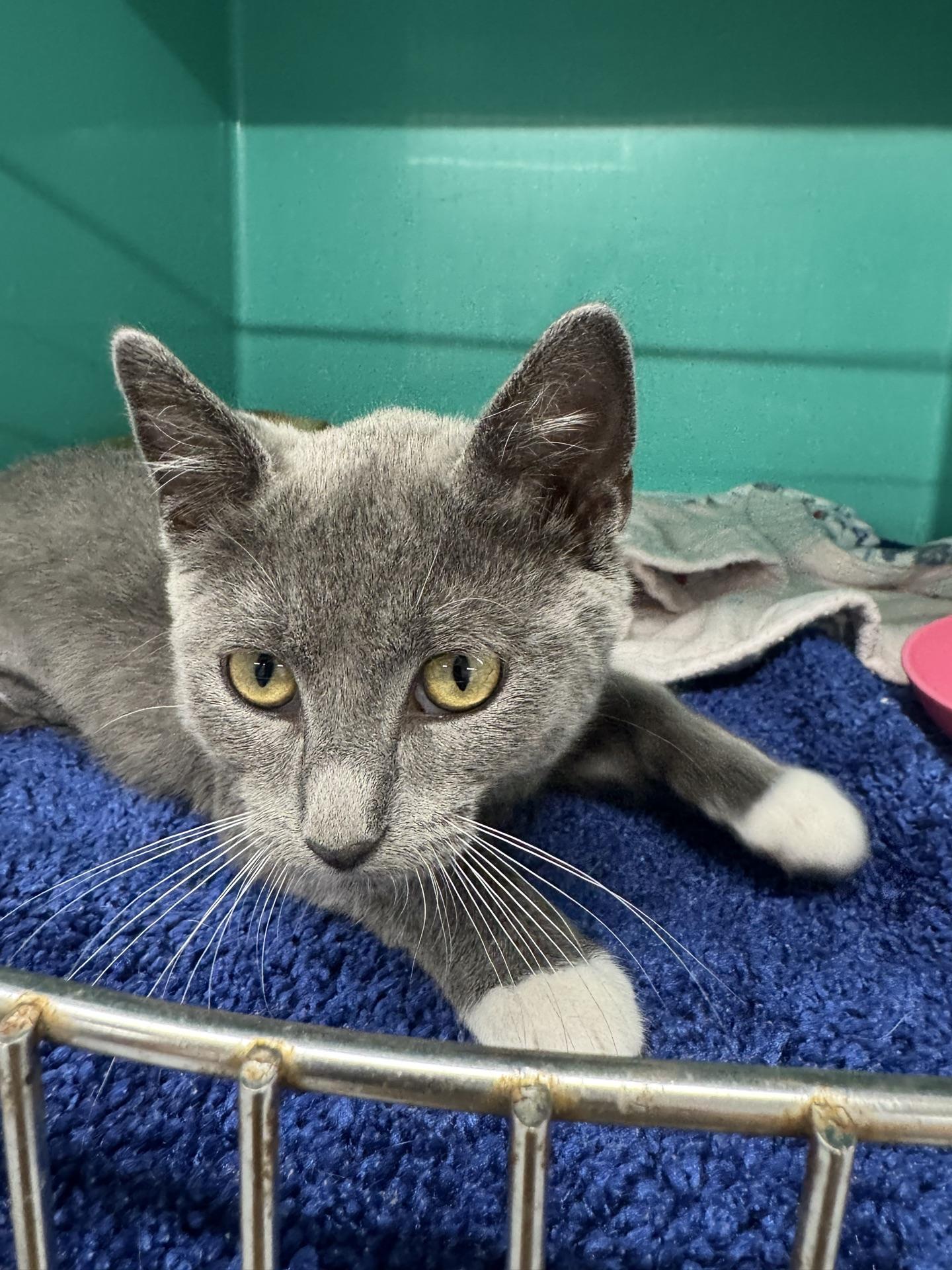 Sparkle, adopted, Young Female Domestic Short Hair.