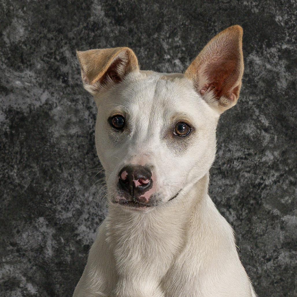 Walnut, Adoptable, Young Male Jack Russell Terrier & Carolina Dog.