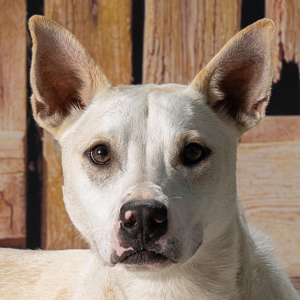 Walnut, a Adoptable mixed breed in Newport, TN image 2/6