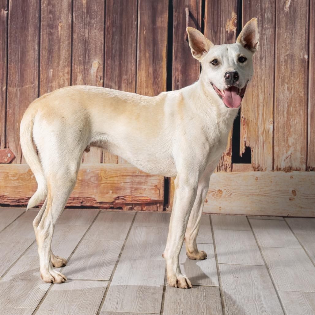 Walnut, a Adoptable mixed breed in Newport, TN image 4/6