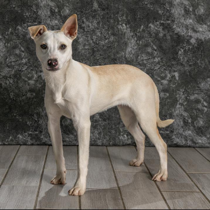 Walnut, a Adoptable mixed breed in Newport, TN image 3/5