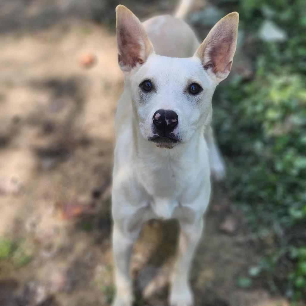 Enlarge Walnut, a Adoptable mixed breed in Newport, TN image 3/5