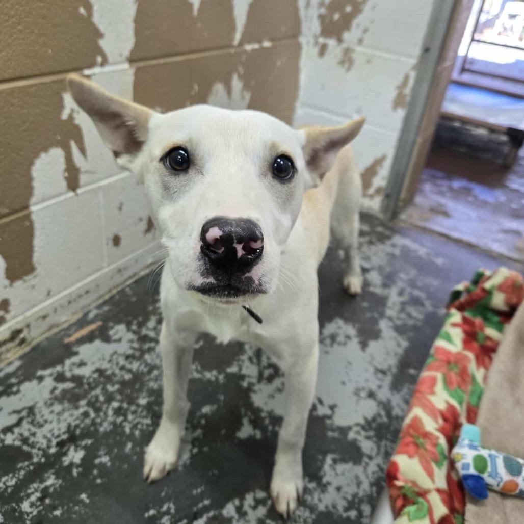 Enlarge Walnut, a Adoptable mixed breed in Newport, TN image 4/5