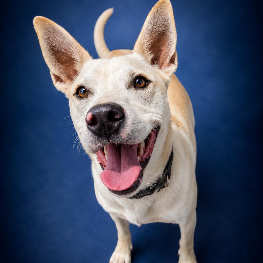 Walnut, a Adoptable mixed breed in Newport, TN image 6/6