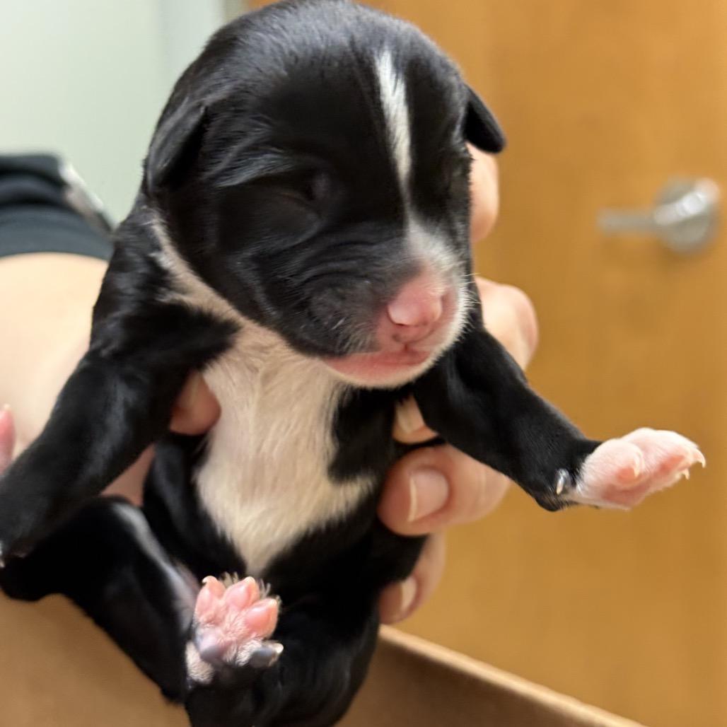 Elton, Adoptable, Puppy Male Australian Shepherd & Mixed Breed.