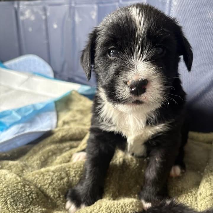 Elton, a Adoptable mixed breed in Louisville, KY image 2/6