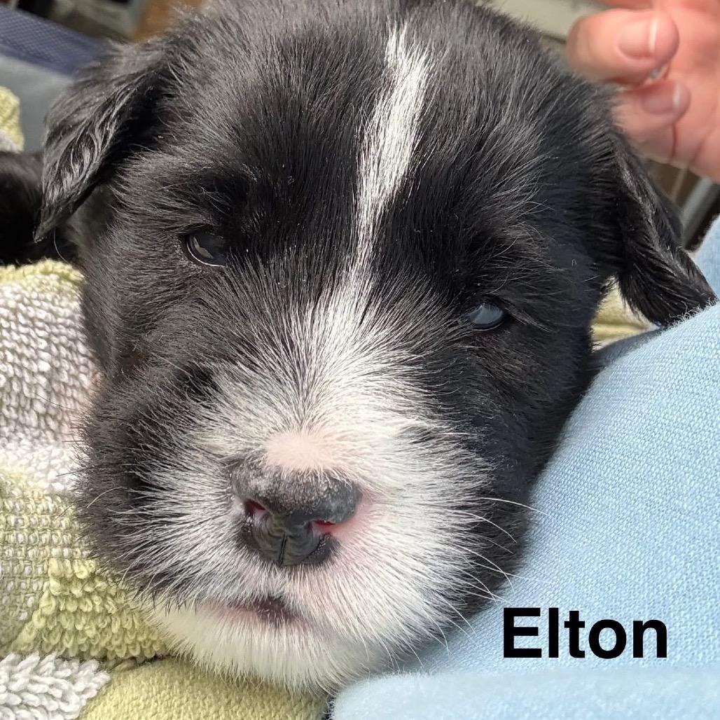 Elton, a Adoptable mixed breed in Louisville, KY image 3/6
