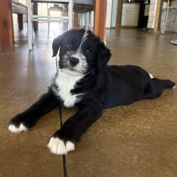 Elton, a Adoptable mixed breed in Louisville, KY image 5/6