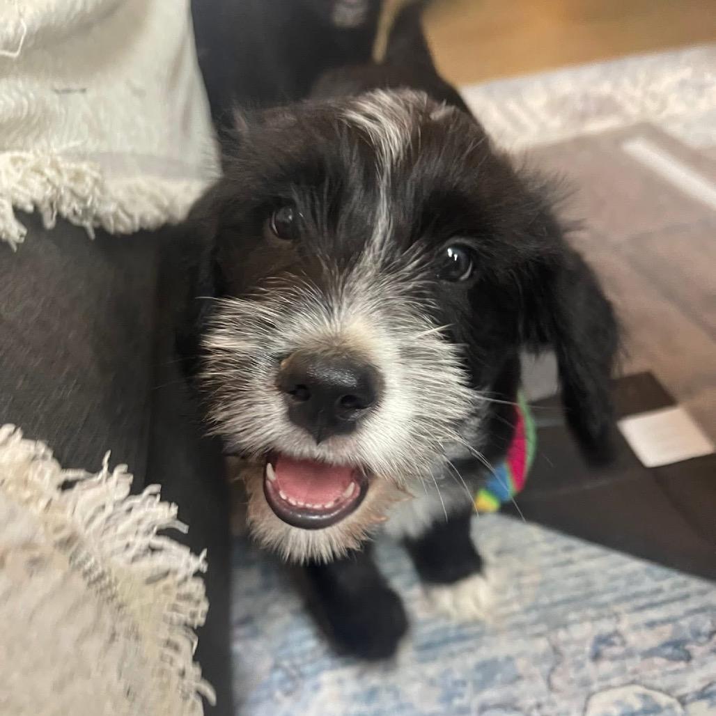Elton, a Adoptable mixed breed in Louisville, KY image 6/6