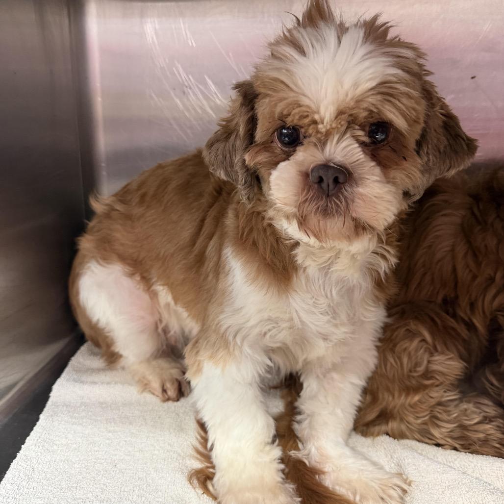 Enlarge Kamay Bo Kay, a Adoptable Shih Tzu in Northbrook, IL image 1/2