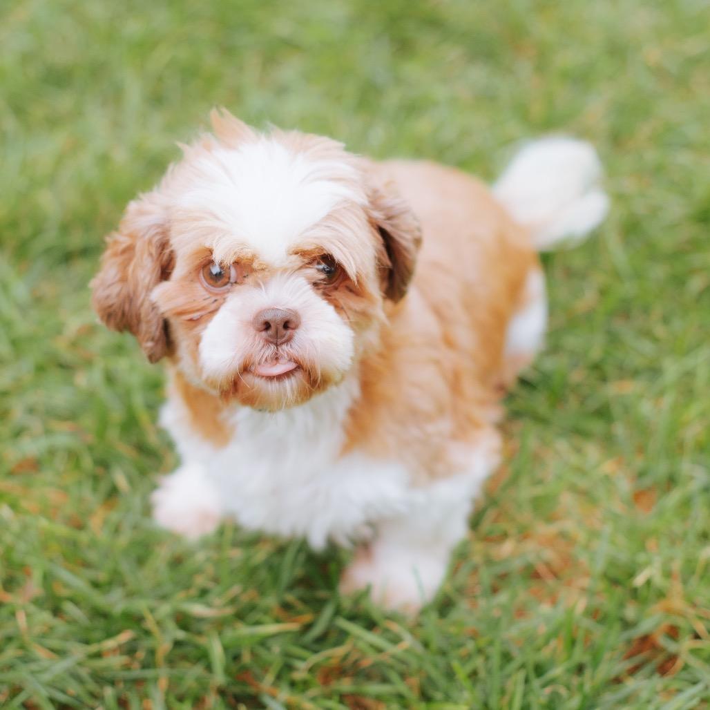 Enlarge Kamay Bo Kay, a Adoptable Shih Tzu in Northbrook, IL image 2/2