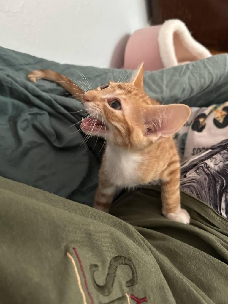 Tomato
