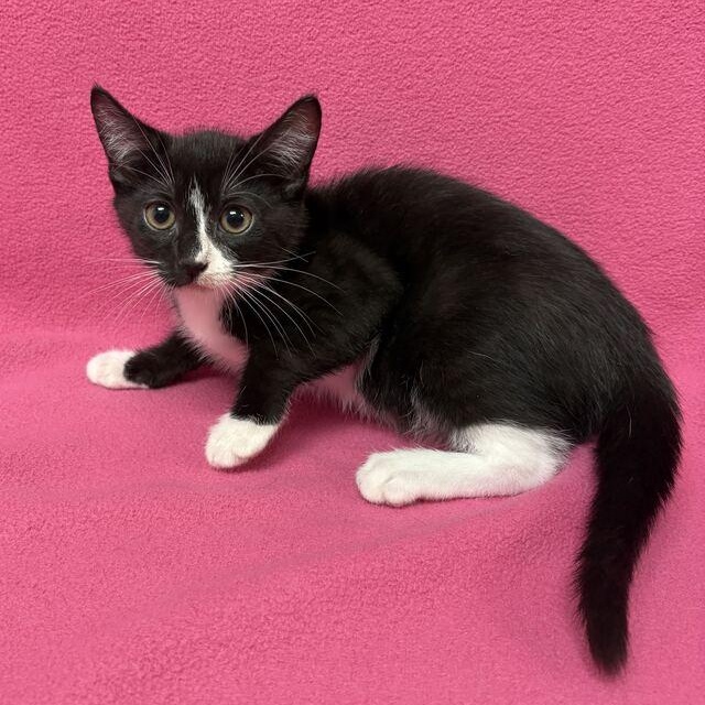 Enlarge Richeh, a Adopted Domestic Short Hair in Valdosta, GA image 2/2