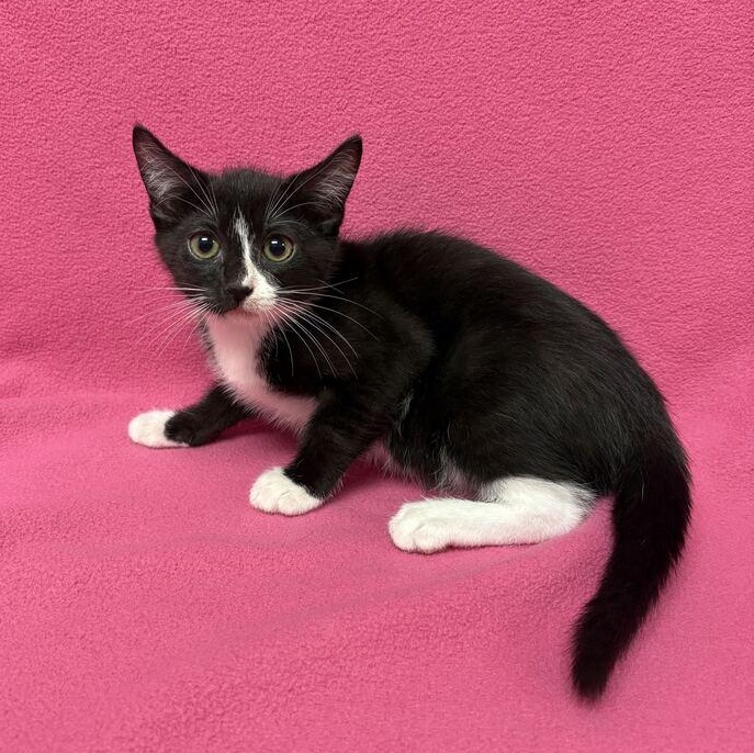 Enlarge Richeh, a Adopted Domestic Short Hair in Valdosta, GA image 1/2