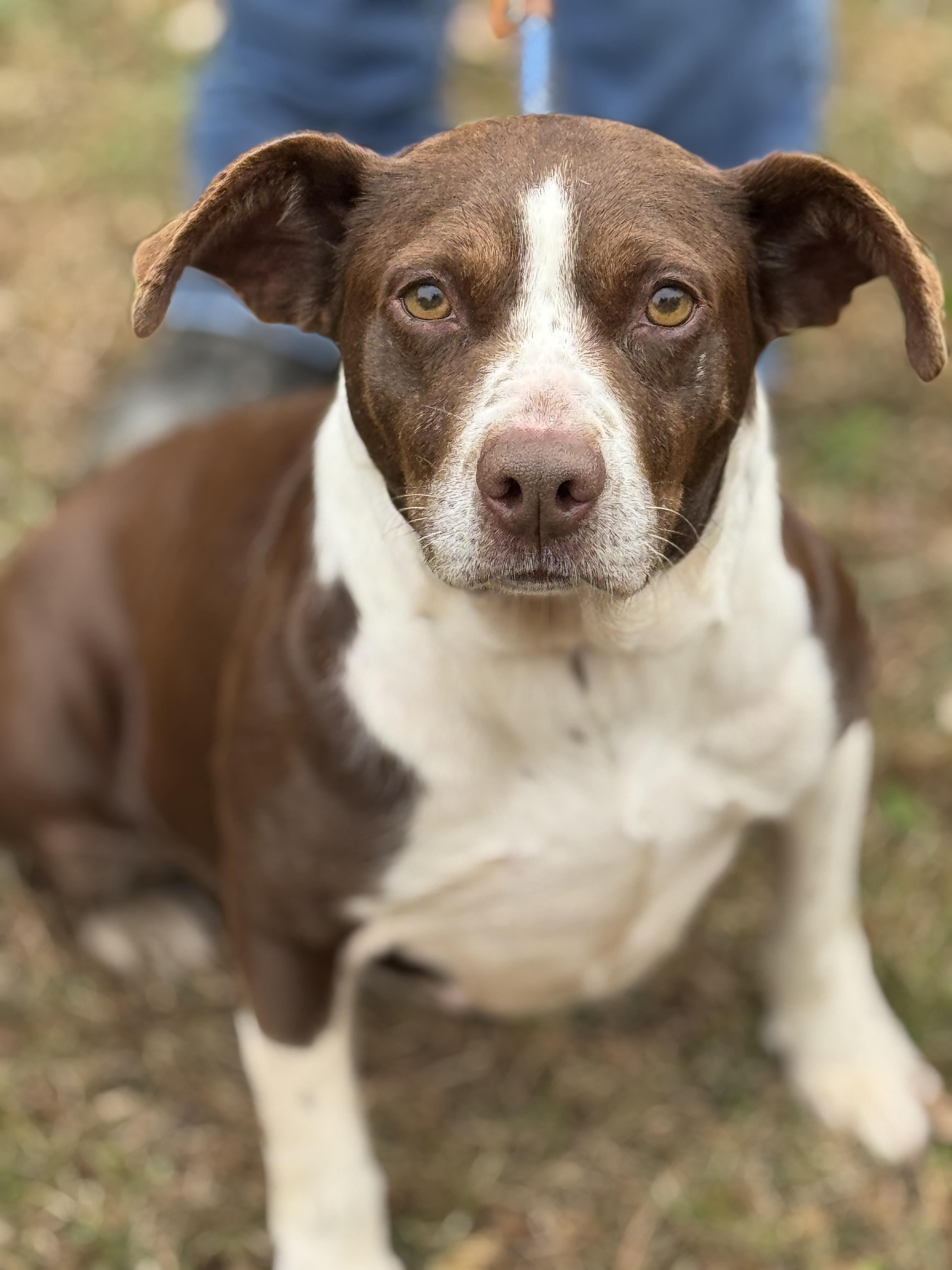 Brownie, a Adoptable mixed breed in Richmond, VA image 1/6