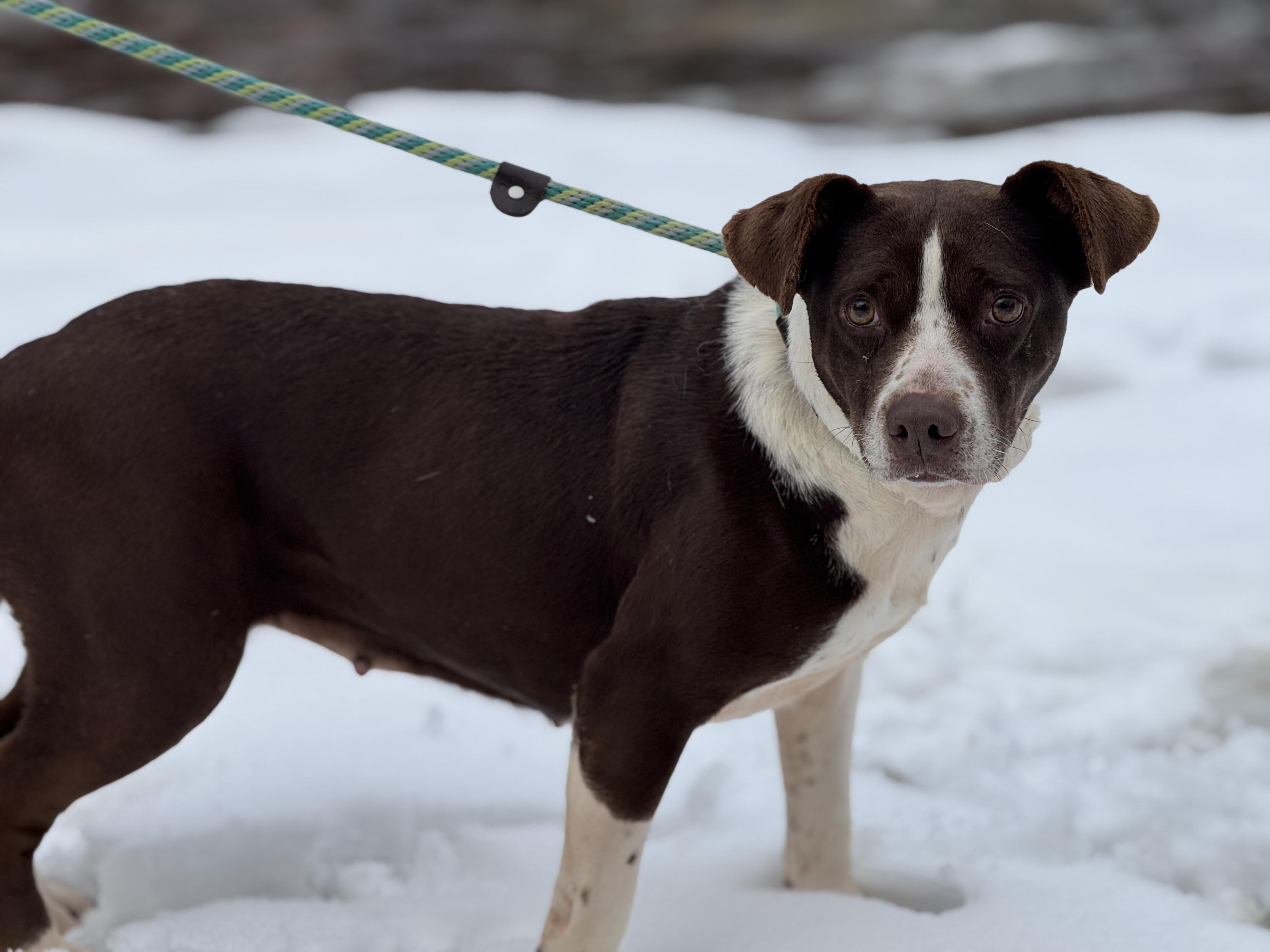 Brownie, a Adoptable mixed breed in Richmond, VA image 2/6