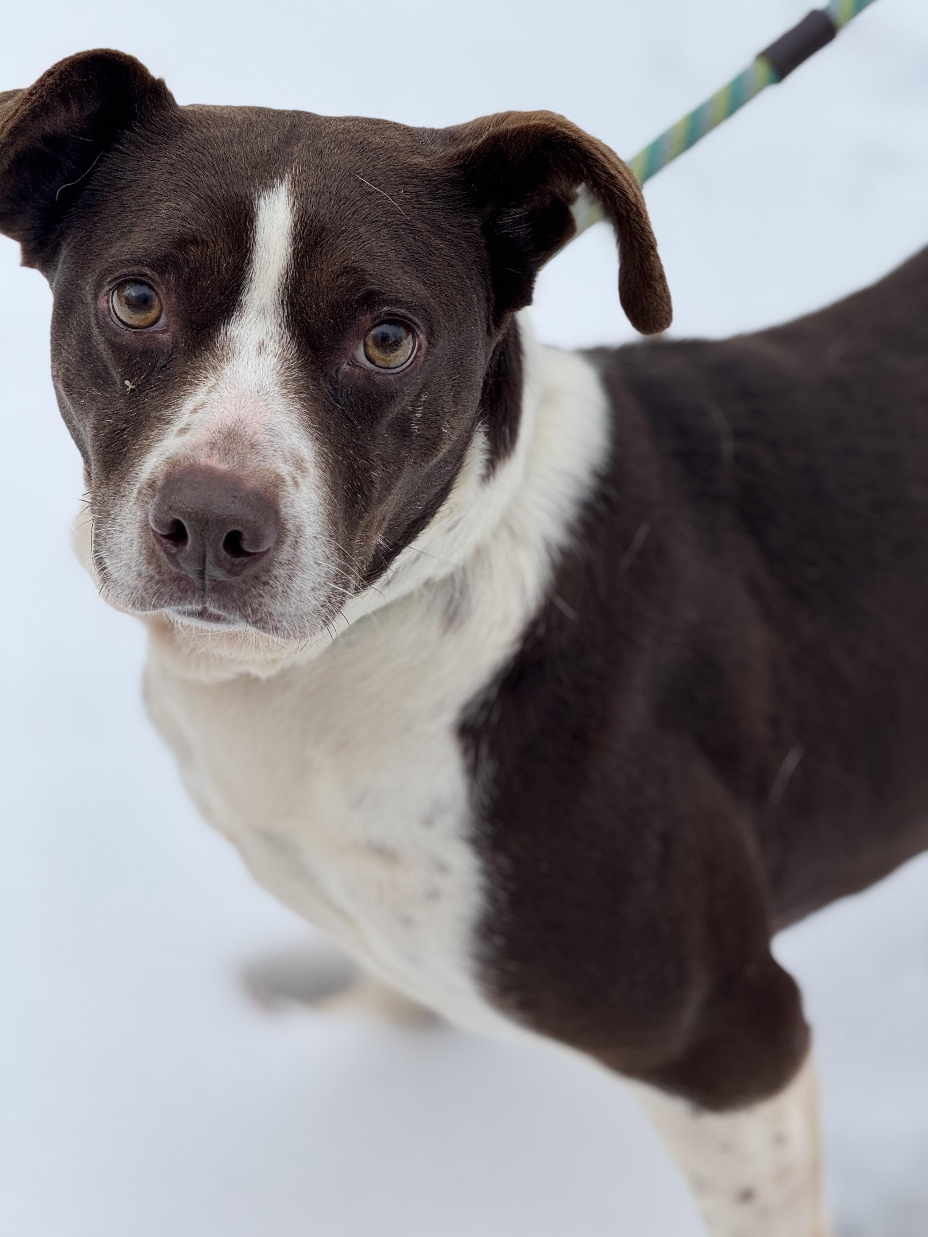 Brownie, a Adoptable mixed breed in Richmond, VA image 3/6