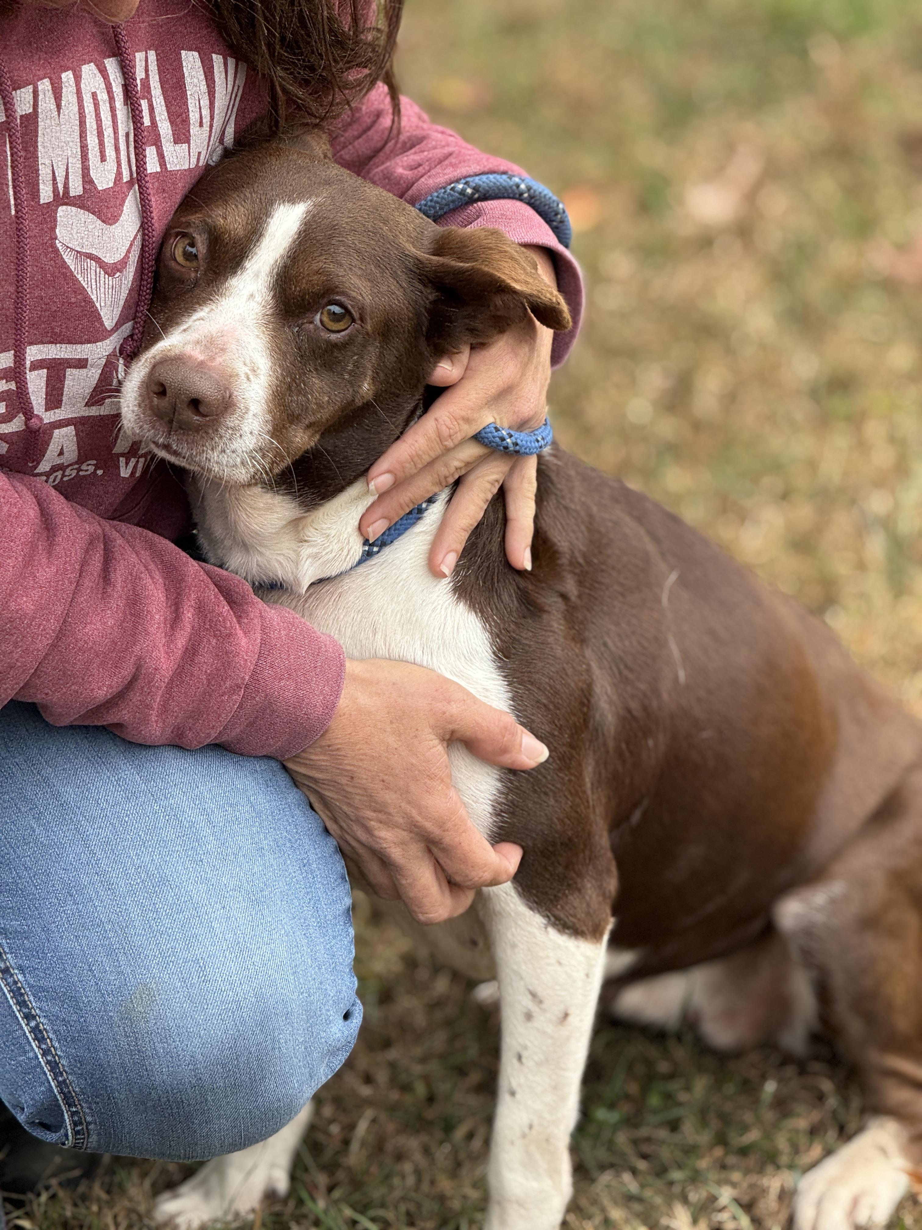 Brownie, a Adoptable mixed breed in Richmond, VA image 4/6