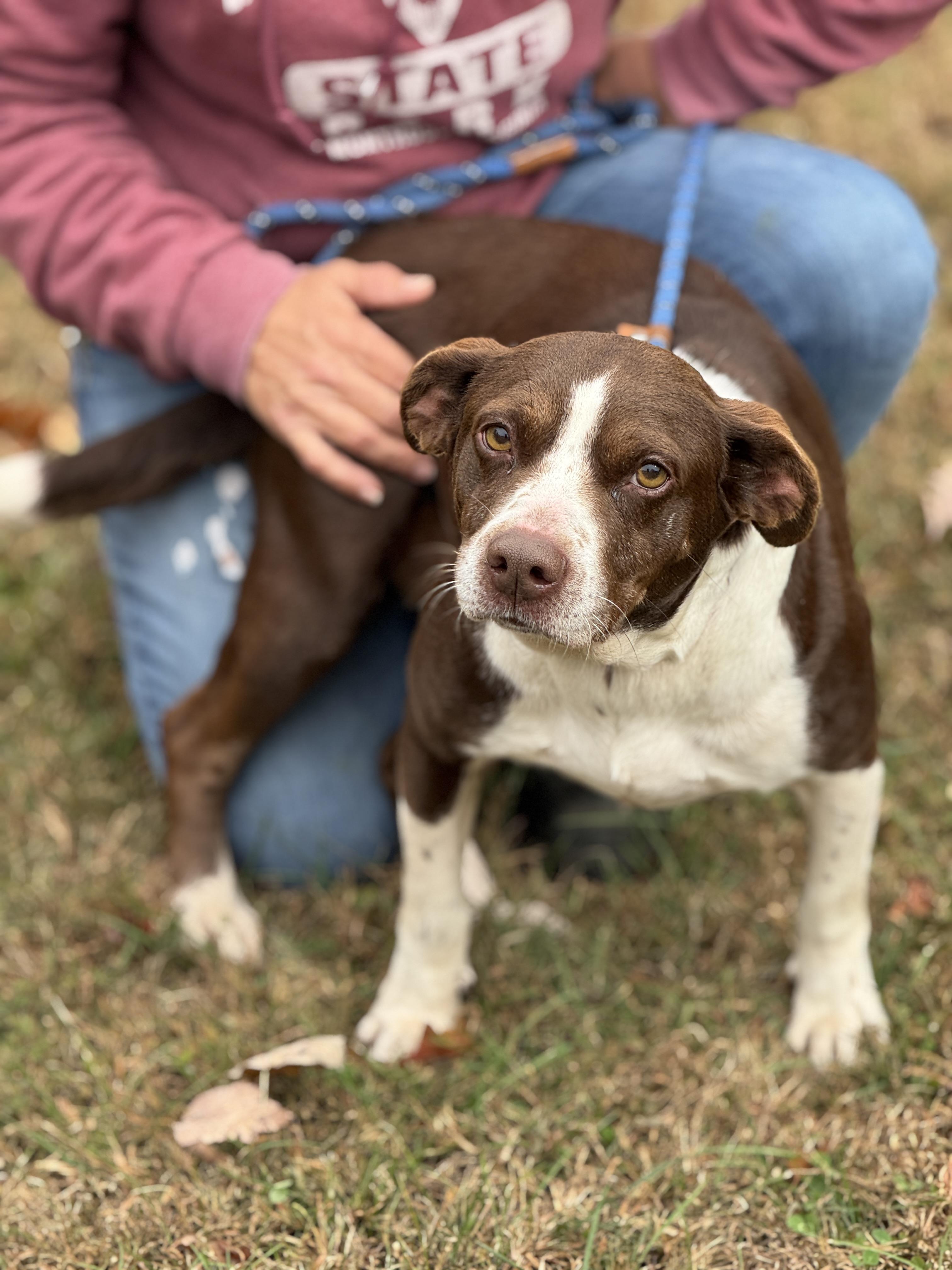 Brownie, a Adoptable mixed breed in Richmond, VA image 5/6