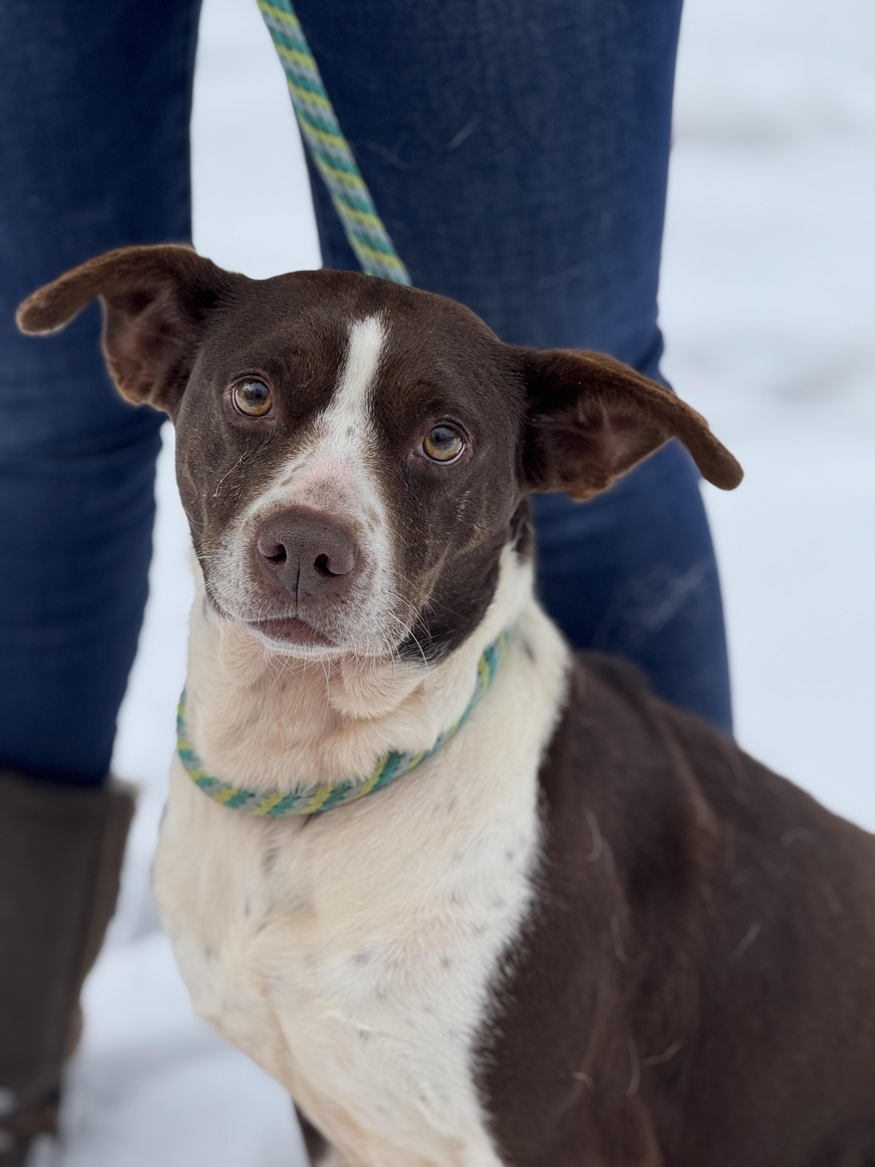 Brownie, a Adoptable mixed breed in Richmond, VA image 6/6