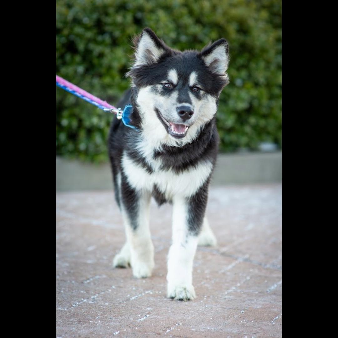 Enlarge Balto, a Adoptable mixed breed in Midlothian, VA image 1/6