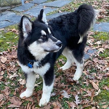 Enlarge Balto, a Adoptable mixed breed in Midlothian, VA image 5/6