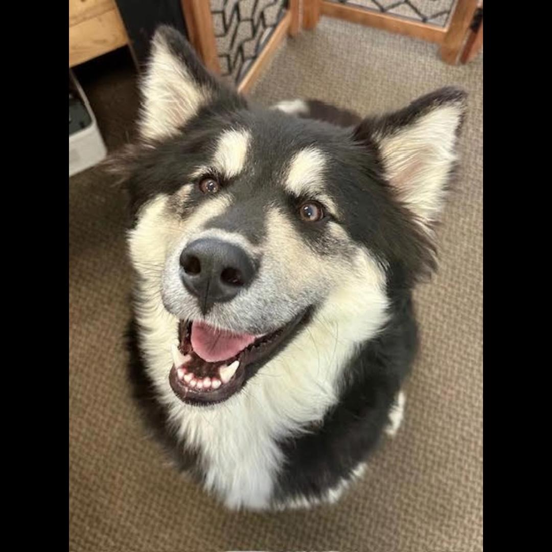 Balto, Adoptable, Young Male Alaskan Malamute & Alaskan Malamute.