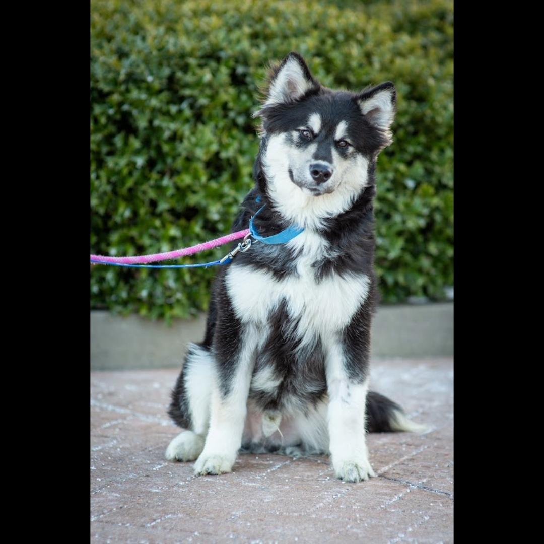 Enlarge Balto, a Adoptable mixed breed in Midlothian, VA image 3/6
