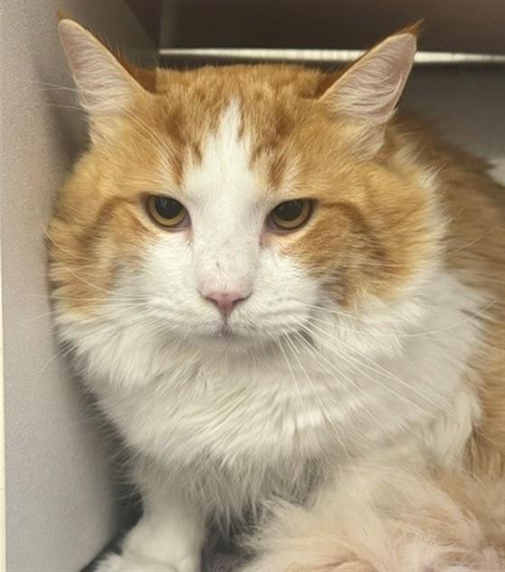 ELWOOD, Adoptable, Adult Male Domestic Medium Hair & Domestic Short Hair.