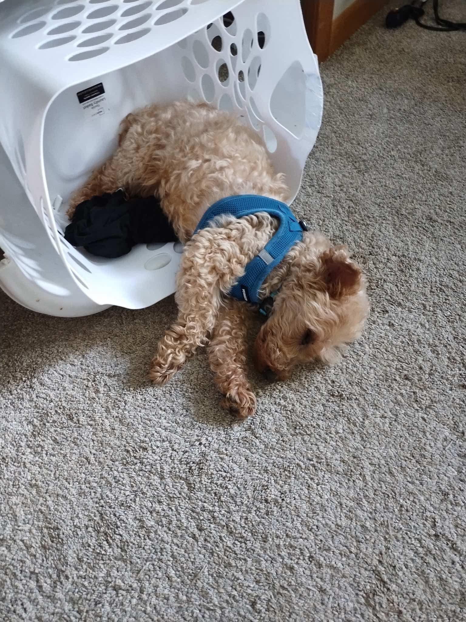 Baby, a Adoptable Miniature Poodle in Whitewater, WI image 5/6