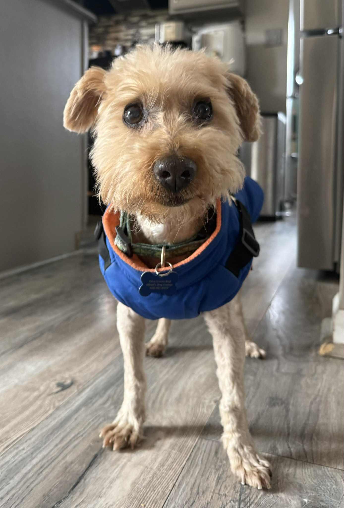 Baby, a Adoptable Miniature Poodle in Whitewater, WI image 1/6