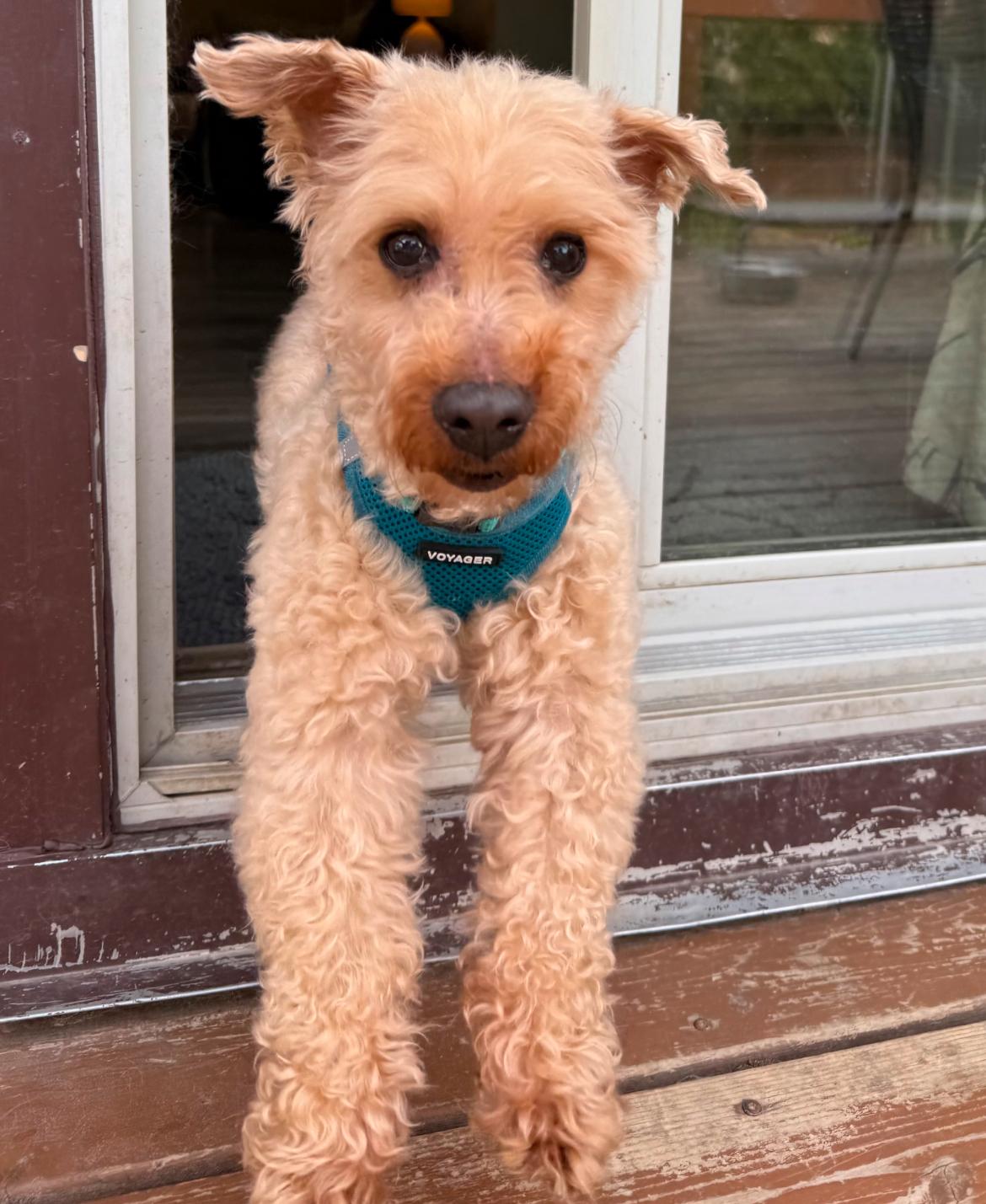 Baby, a Adoptable Miniature Poodle in Whitewater, WI image 2/6