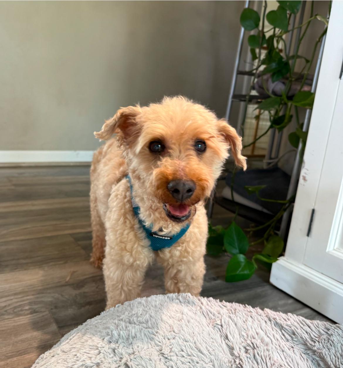 Baby, a Adoptable Miniature Poodle in Whitewater, WI image 6/6