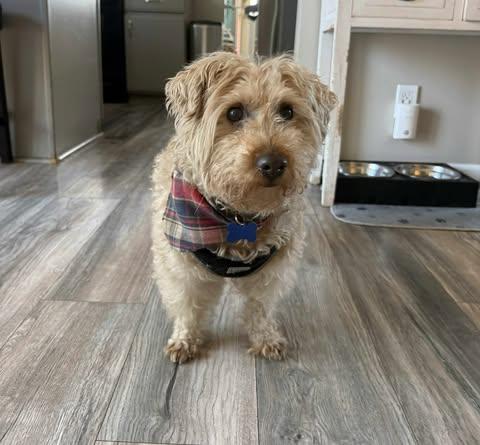 Baby, a Adoptable Miniature Poodle in Whitewater, WI image 4/6