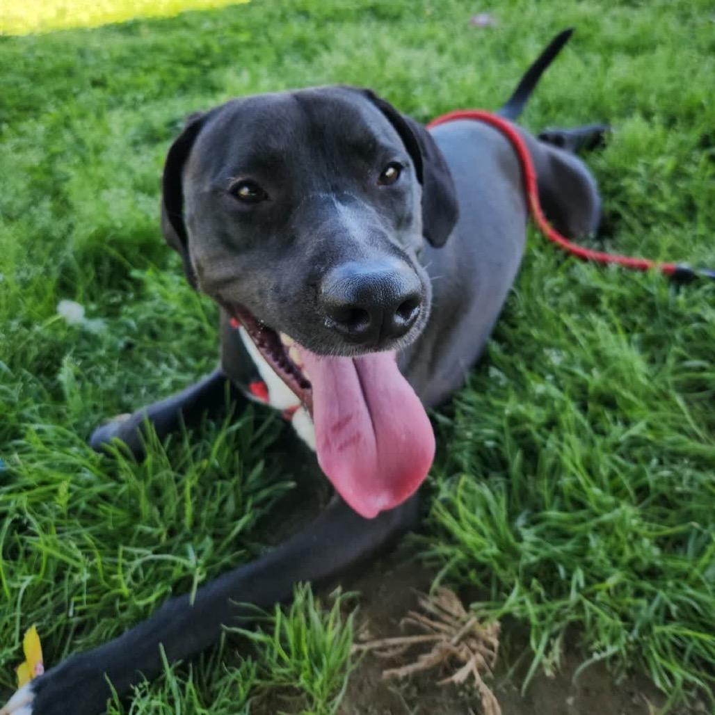 Cookies and Creme, Adoptable, Adult Male Mixed Breed.