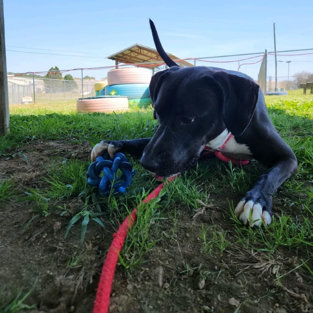 Enlarge Cookies and Creme, a Adoptable Mixed Breed in Columbiana, AL image 2/6