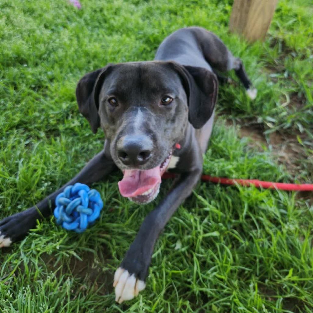Enlarge Cookies and Creme, a Adoptable Mixed Breed in Columbiana, AL image 3/6
