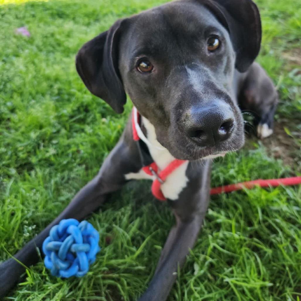 Enlarge Cookies and Creme, a Adoptable Mixed Breed in Columbiana, AL image 4/6