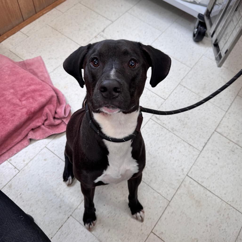Enlarge Cookies and Creme, a Adoptable Mixed Breed in Columbiana, AL image 5/6
