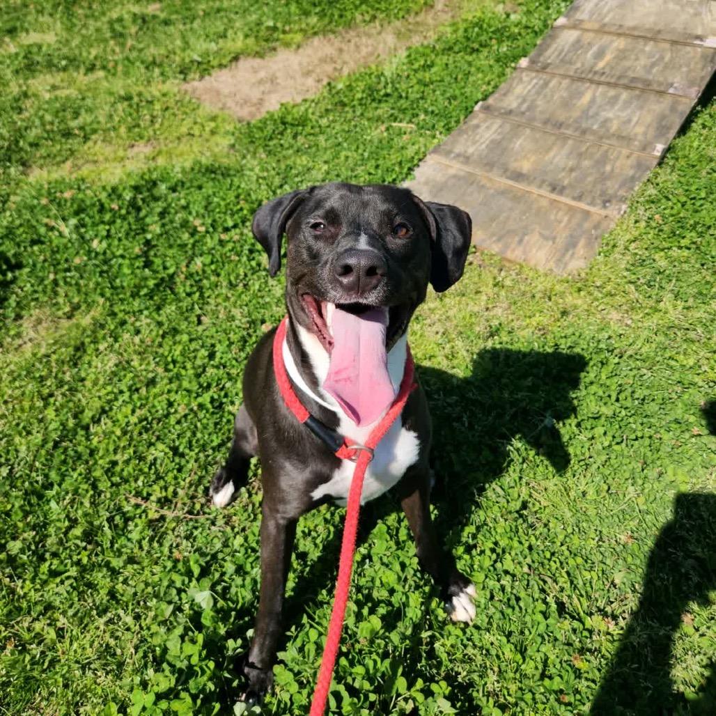 Enlarge Cookies and Creme, a Adoptable Mixed Breed in Columbiana, AL image 6/6