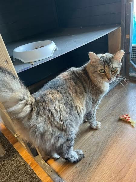 Athena Grace, Adoptable, Adult Female Domestic Medium Hair.